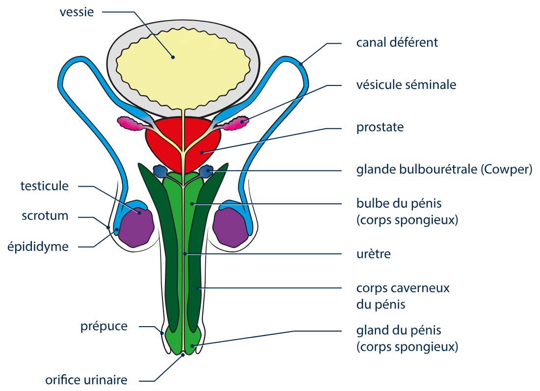 L'appareil reproducteur de l'homme, vue de face