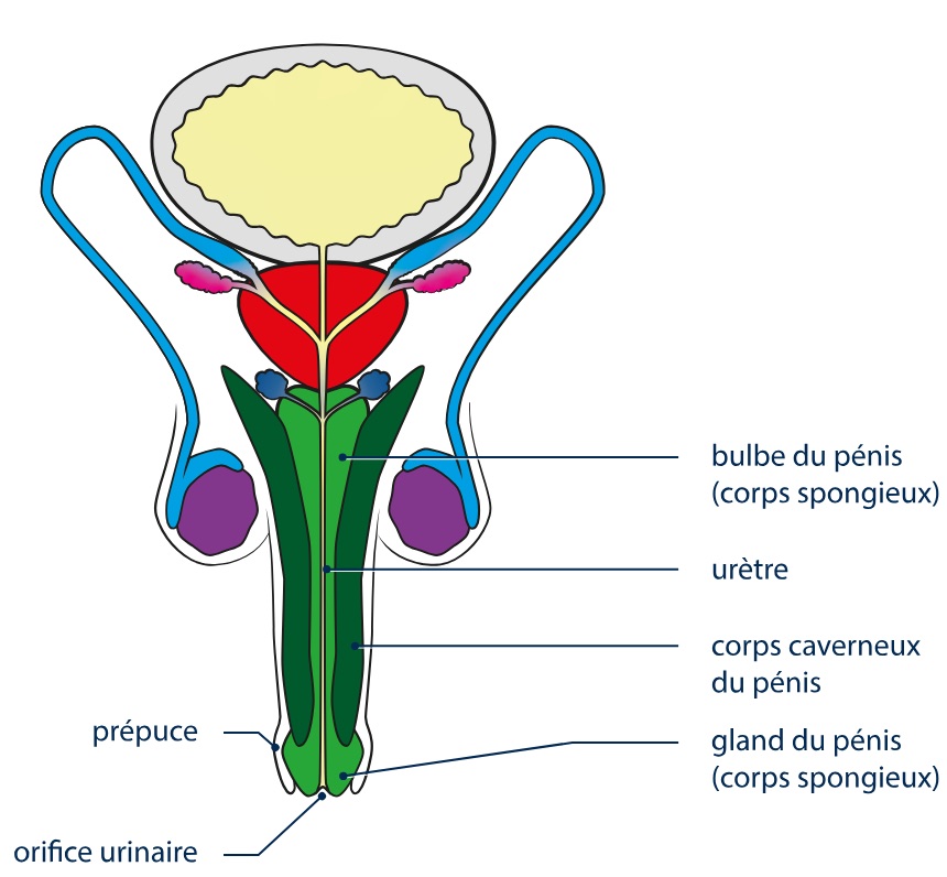 Le pénis et l'urètre.