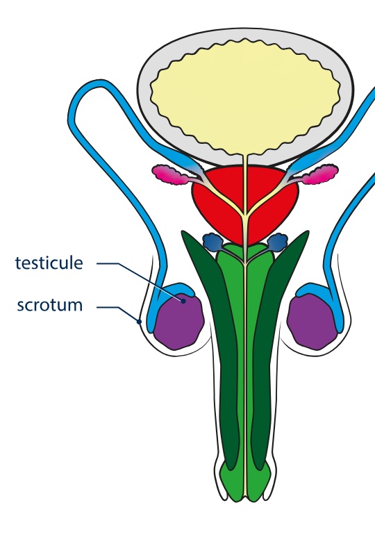 Les testicules dans le scrotum.
